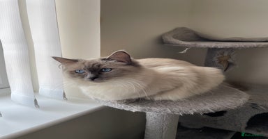 Ragdoll cats - Advert 5