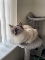 Ragdoll cats - Advert 11