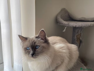 Ragdoll cats Blue point ragdoll - Advert 4