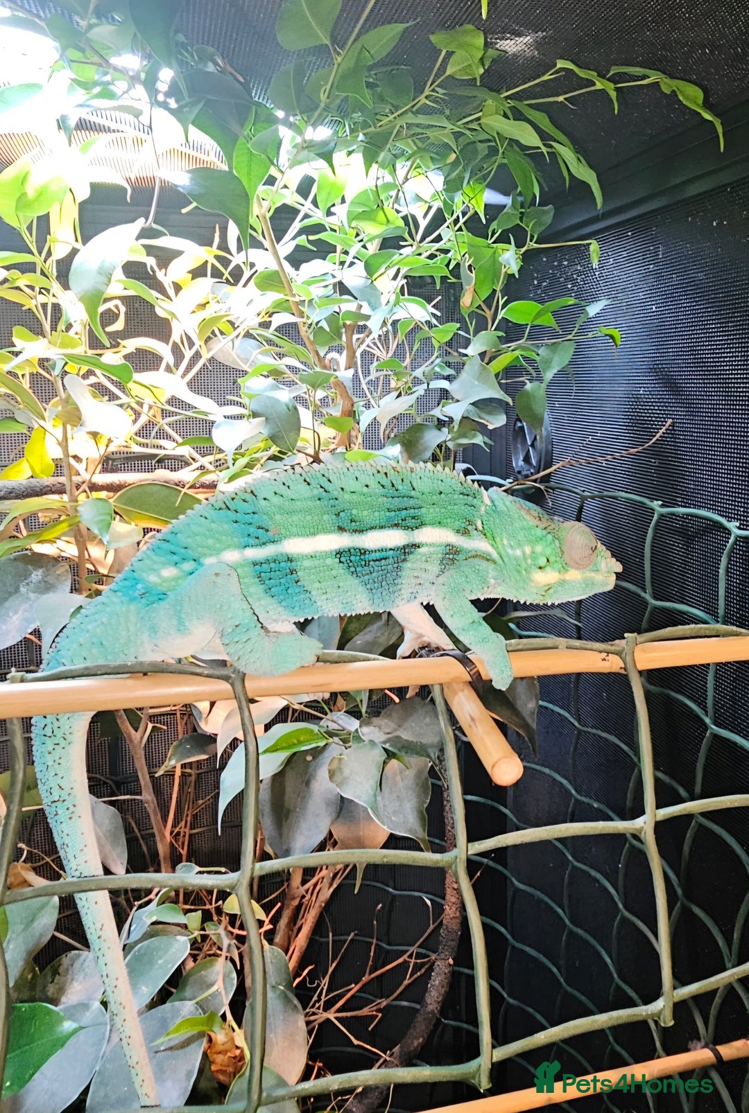 Chameleon reptiles for sale: Male Blue Ambanja Panther Chameleon + Full setup  - Advert 2