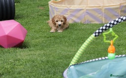 Cockapoo dogs for sale: Beautiful Cockapoo puppies for sale - Image 14