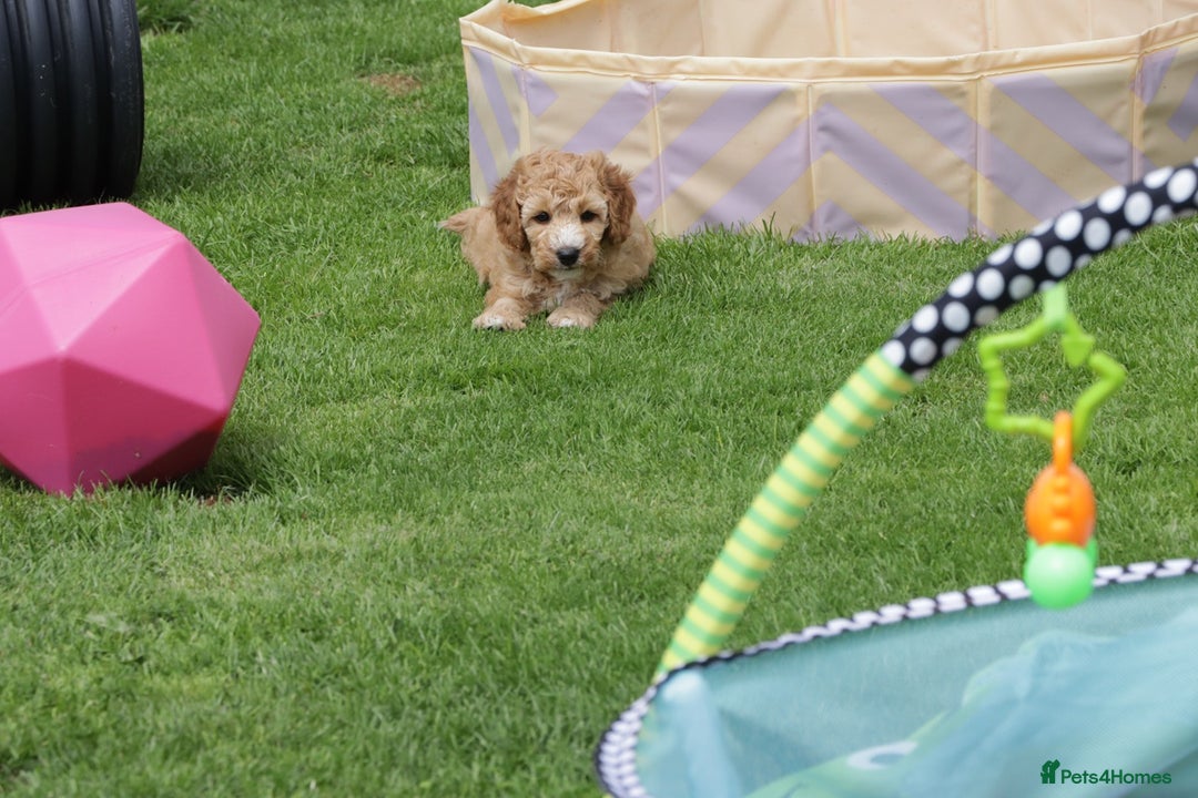 Cockapoo dogs for sale: Beautiful Cockapoo puppies for sale - Image 14