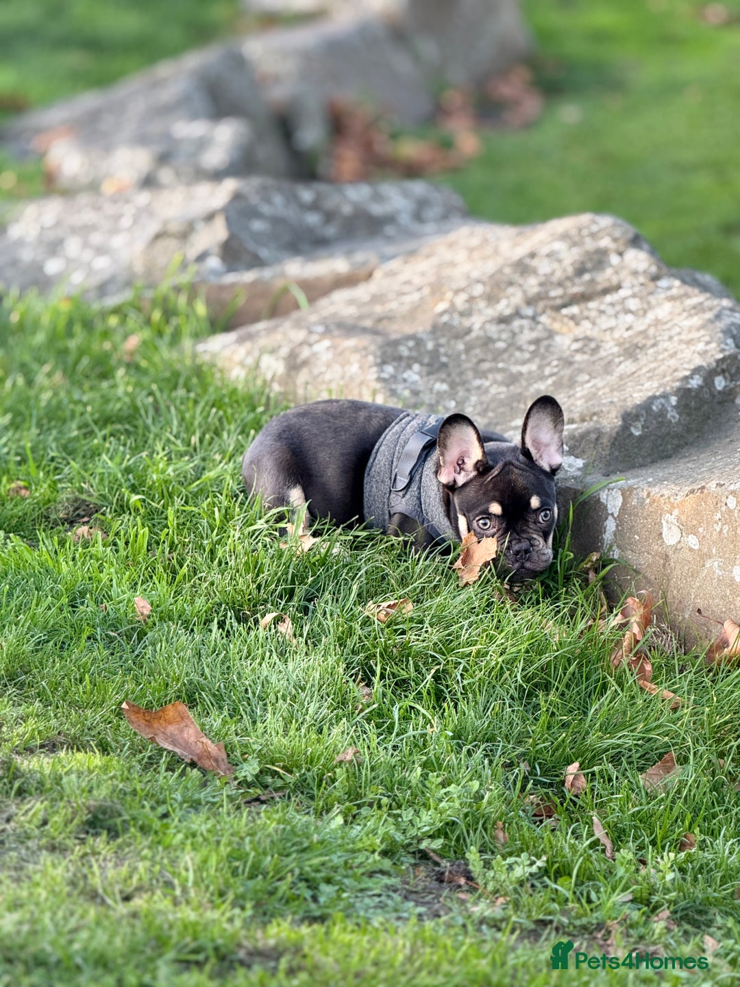 French Bulldog dogs for sale: bulldog franchie - Advert 7