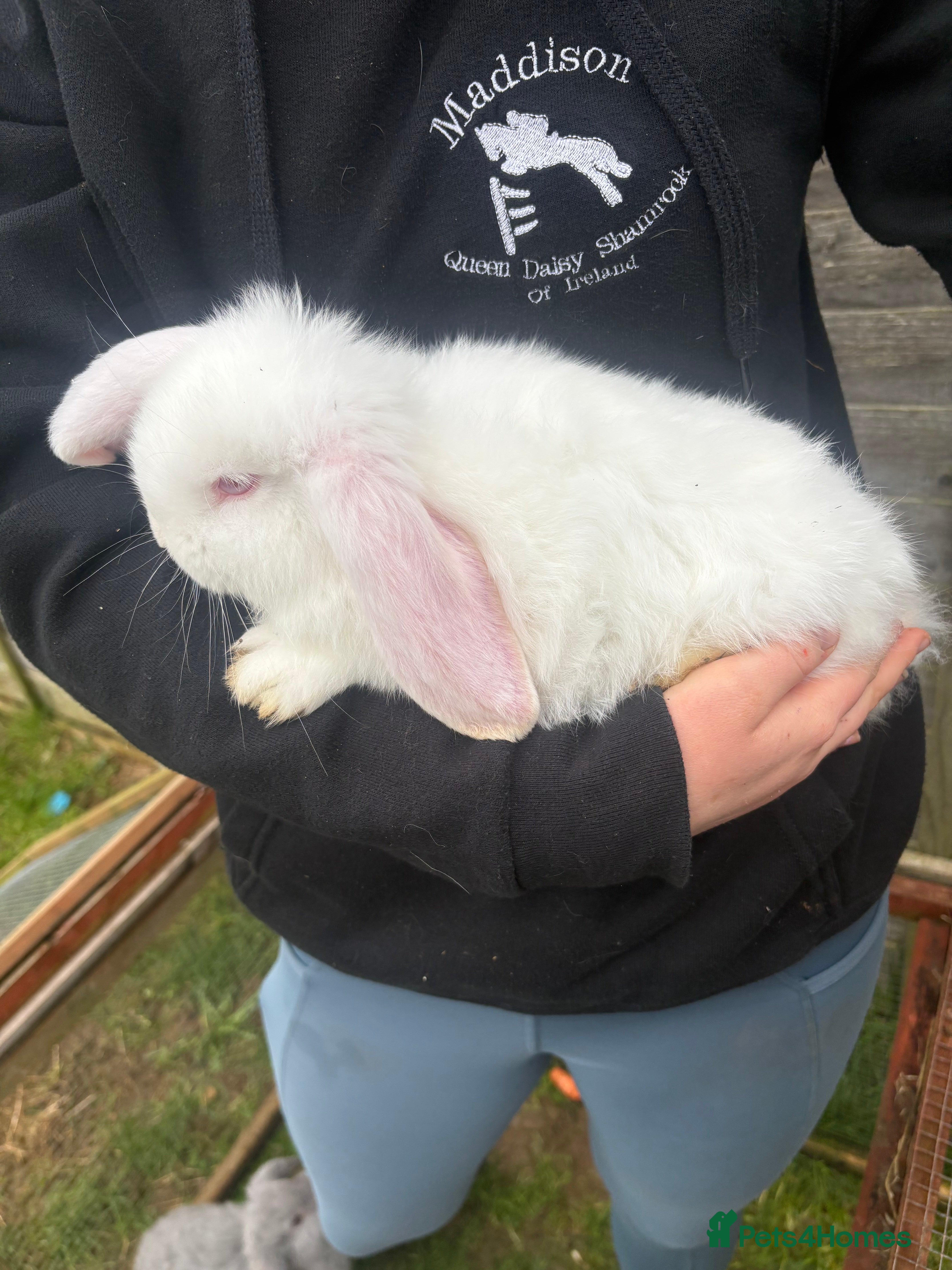 French Lop rabbits French lops - Advert 10
