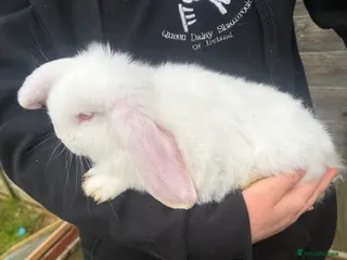 French Lop rabbits French lops - Advert 10