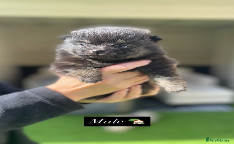 Pomeranian dogs - Advert 2