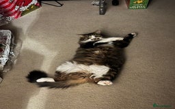 British Longhair cats for sale: Cat to a good home - Image 3