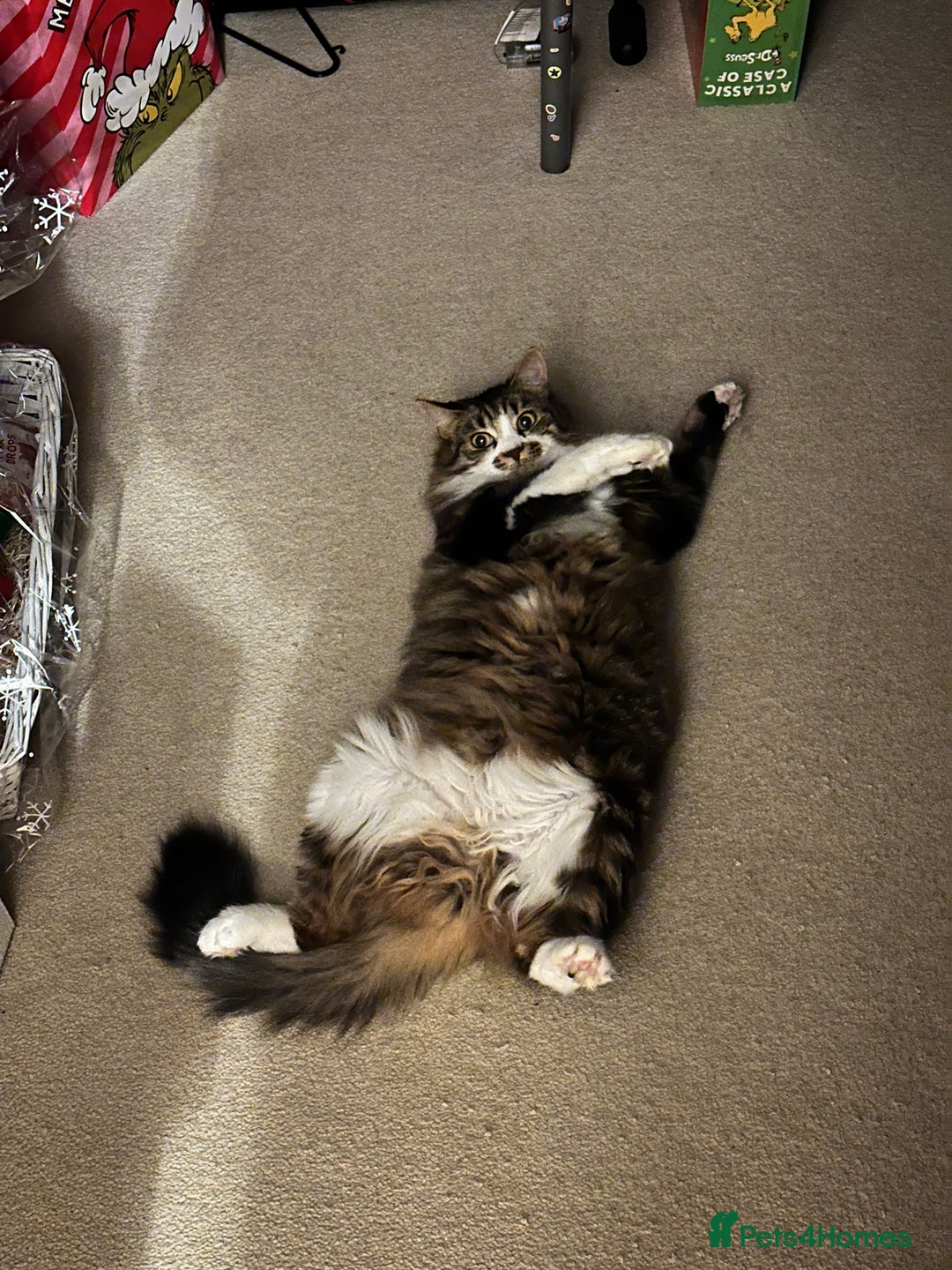 British Longhair cats for sale: Cat to a good home - Image 3