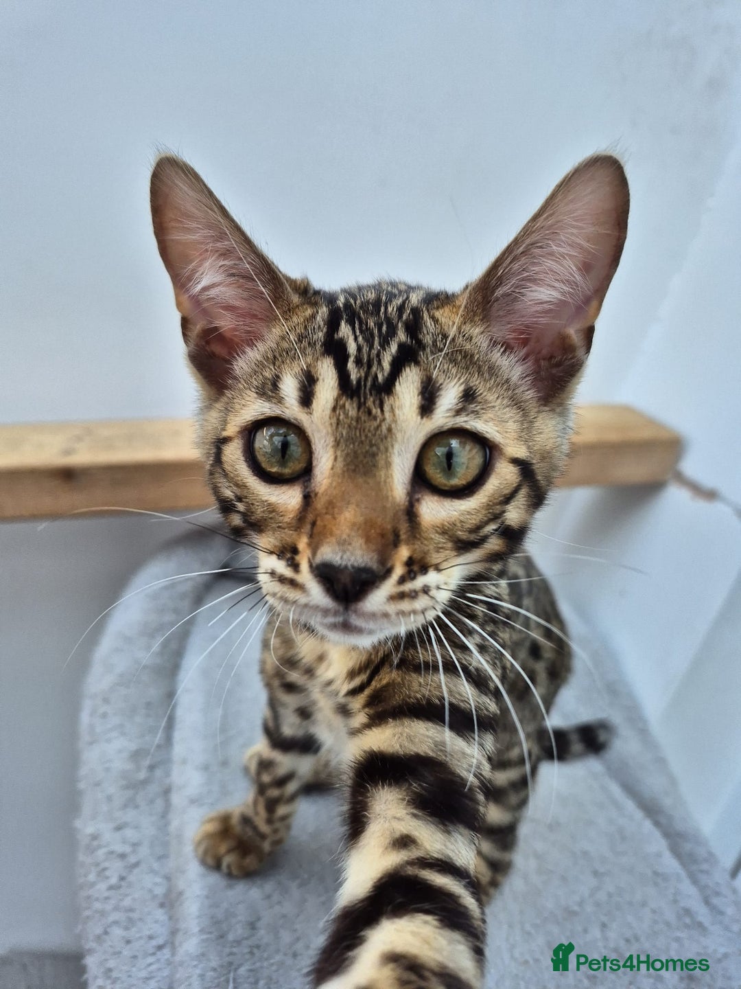 Bengal cats for sale: Bengal boy - Image 2