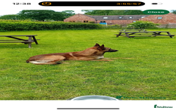 Belgian Shepherd Dog dogs for sale: Female Belgian malinois  - Image 2