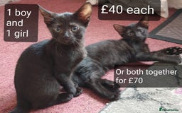Mixed Breed cats for sale: 5 sweet and purr-fect chocolate brownie babies 🐾 - Image 1