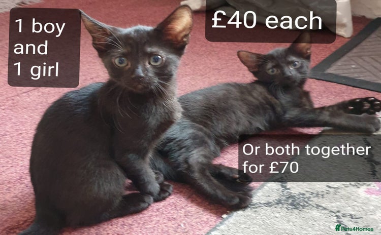 Mixed Breed cats - Advert 5