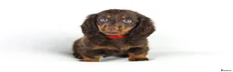 Miniature Dachshund dogs for sale: 4 male Dachshunds - Advert 24