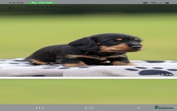 Dachshund dogs for sale: Miniature Wire haired Dachshund Puppies  - Image 12