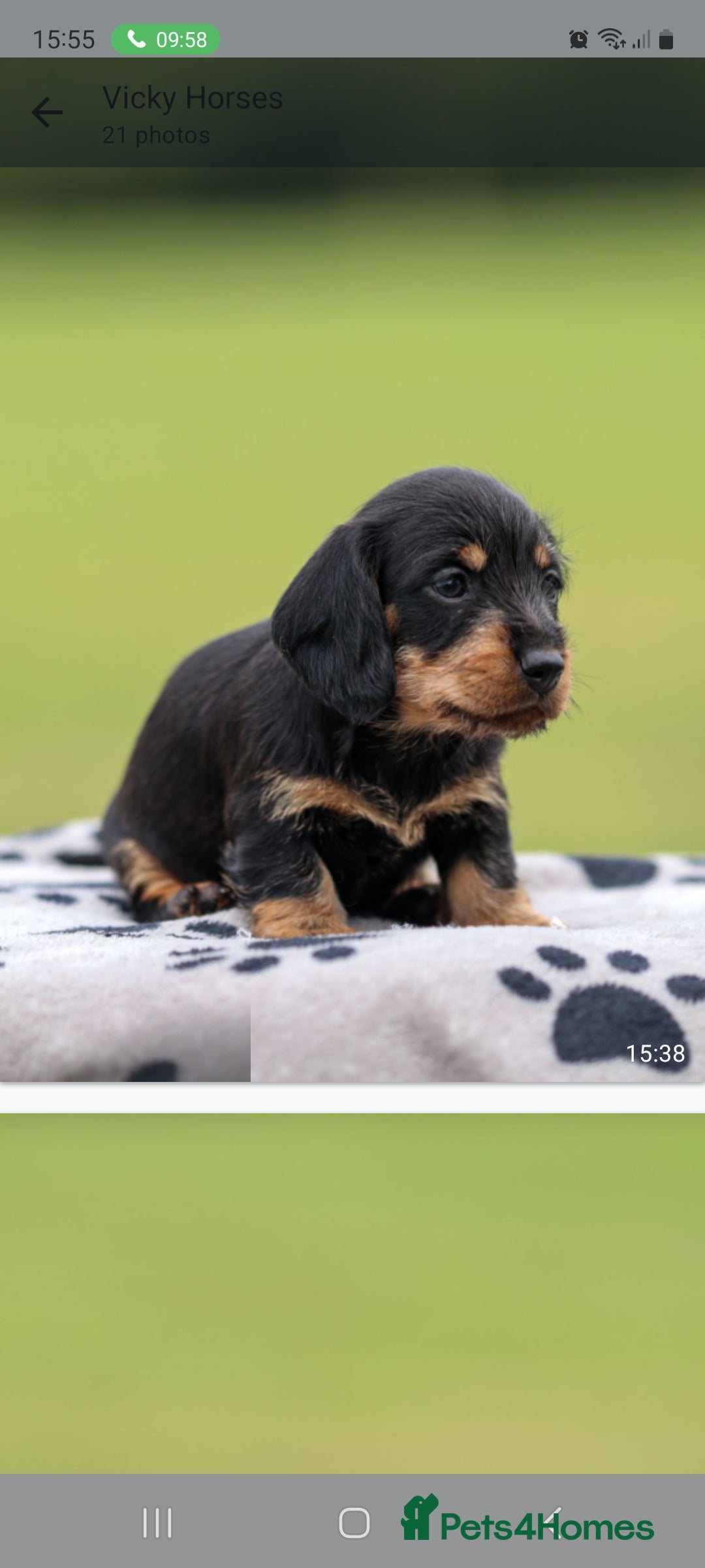 Dachshund dogs for sale: Miniature Wire haired Dachshund Puppies  - Image 12