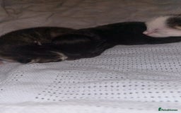 Domestic Shorthair cats for sale: 1 black, 1 tabby kitten - Image 7