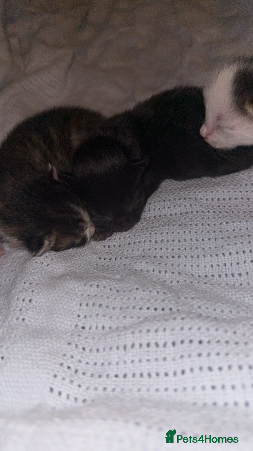 Domestic Shorthair cats for sale: 1 black, 1 tabby kitten - Image 7