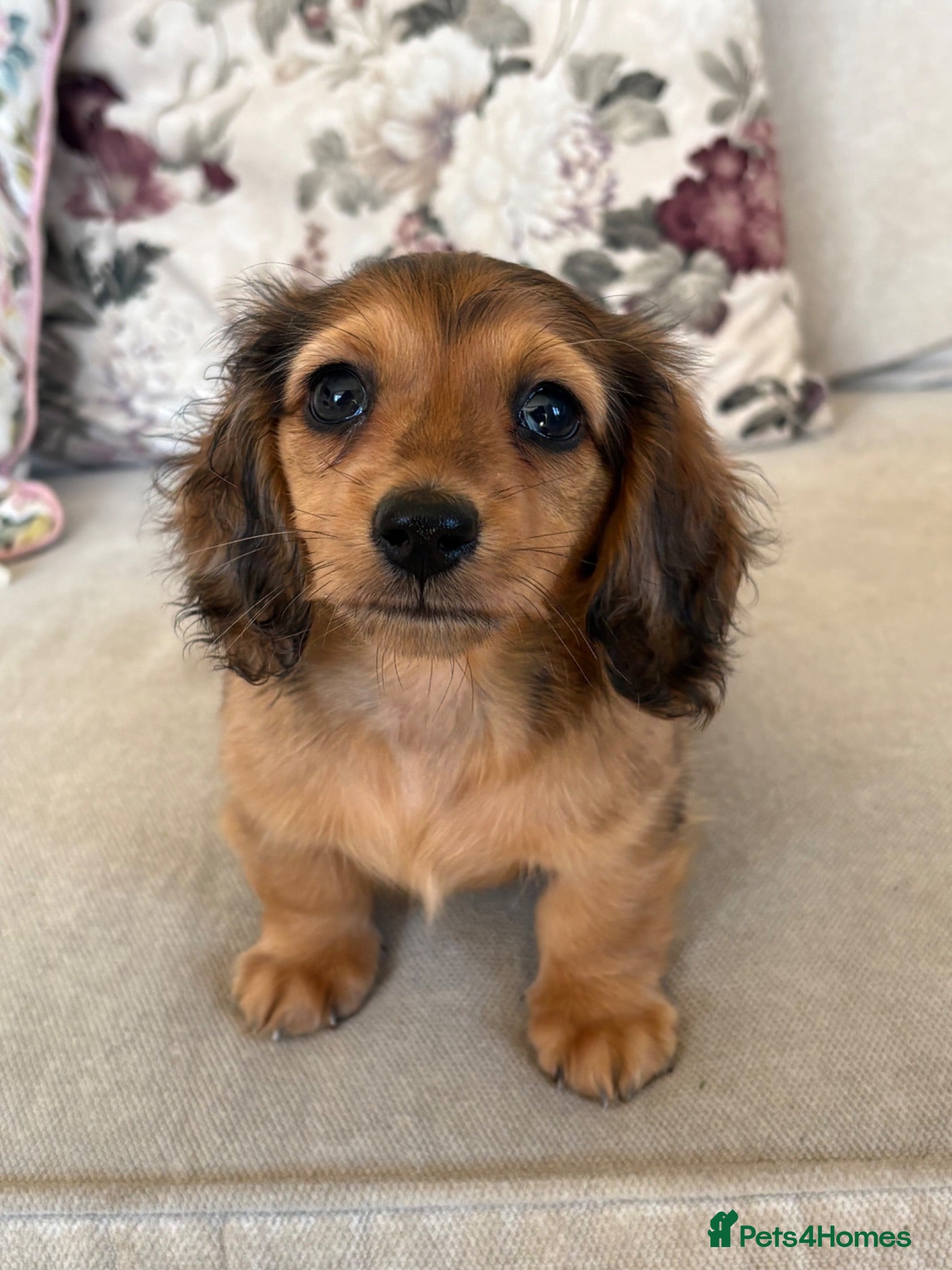 Miniature Dachshund dogs Beautiful miniature long hair dachshund  - Advert 5