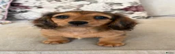 Miniature Dachshund dogs for sale: Beautiful miniature long hair dachshund  - Advert 1