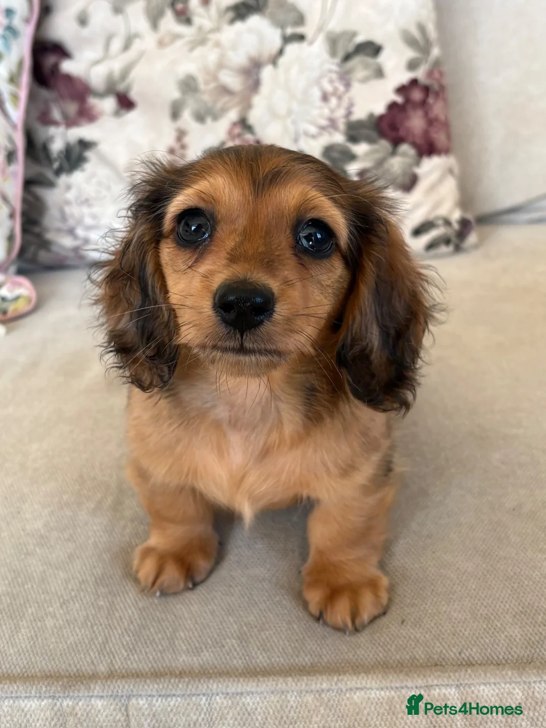 Miniature Dachshund dogs for sale: Beautiful miniature long hair dachshund  - Advert 1