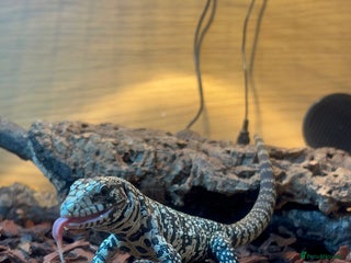 Lizard reptiles - Advert 5