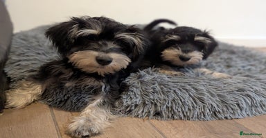 Miniature Schnauzer dogs - Advert 9
