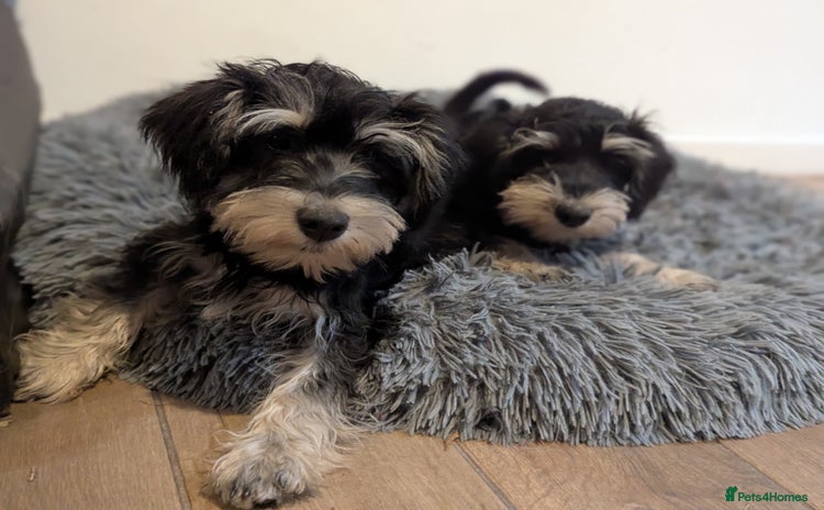 Miniature Schnauzer dogs - Advert 1