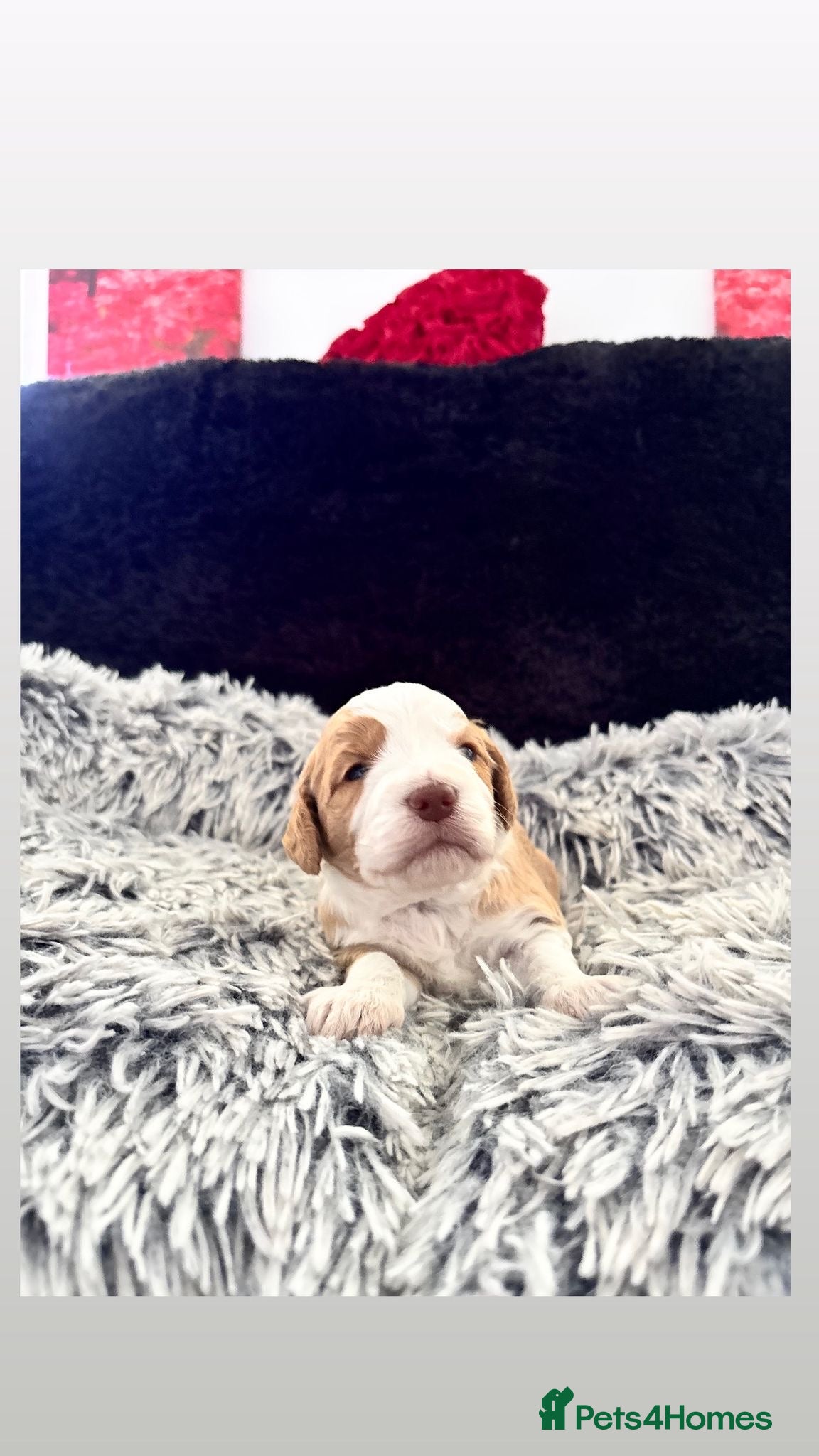 Cockapoo dogs Cockapoo Puppies girls and boys - Advert 1