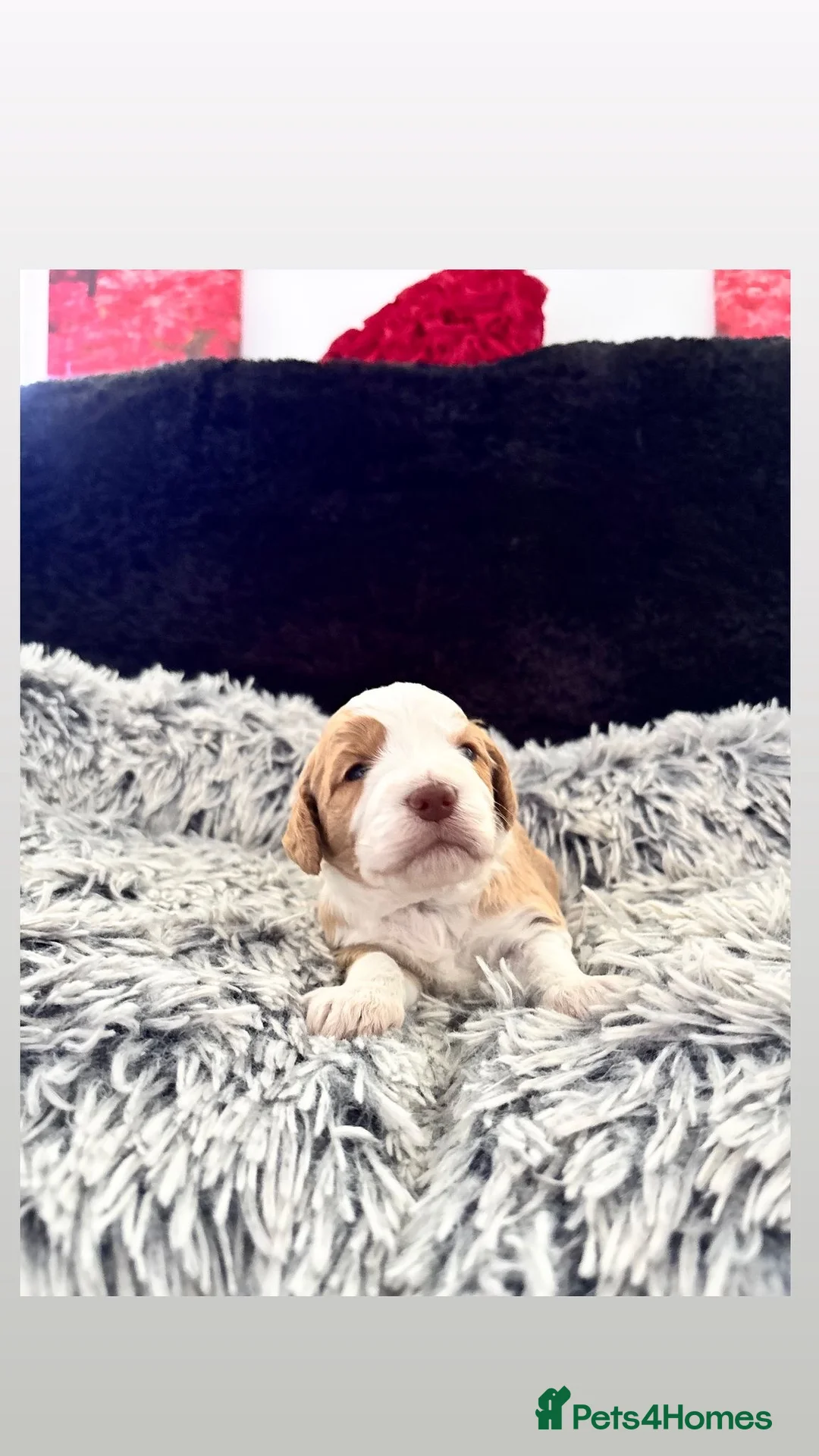 Cockapoo dogs for sale: Cockapoo Puppies girls and boys - Advert 1