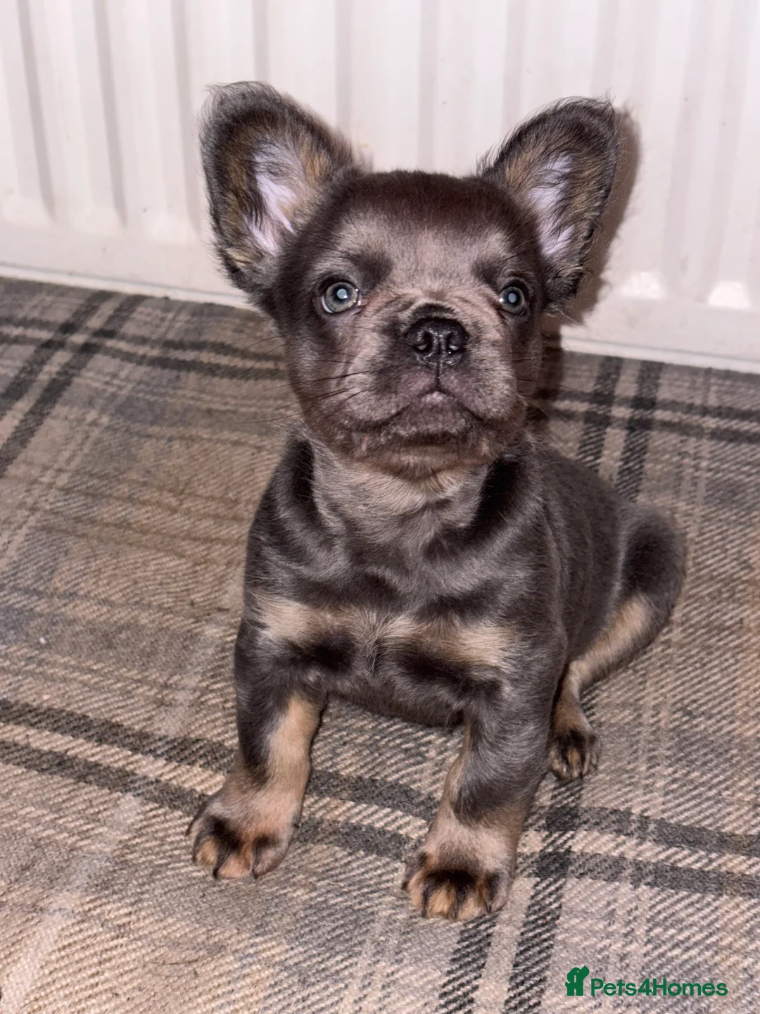 French Bulldog dogs for sale: Male fluffy frenchie - Advert 15