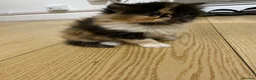 Persian cats for sale: Our beautiful litter of 3 Persian x  kittens - Advert 29