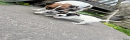 Jack Russell dogs for sale: One little male Jack Russell - Advert 10