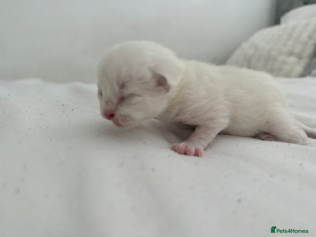 Ragdoll cats for sale: BLUE POINT RAGDOLL KITTENS! - Image 7
