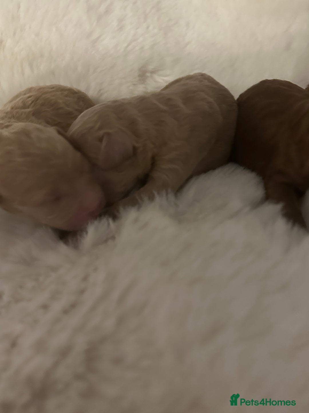 Toy Poodle dogs for stud: Our Little Mylo ready for stud duties ⭐️ - Advert 5