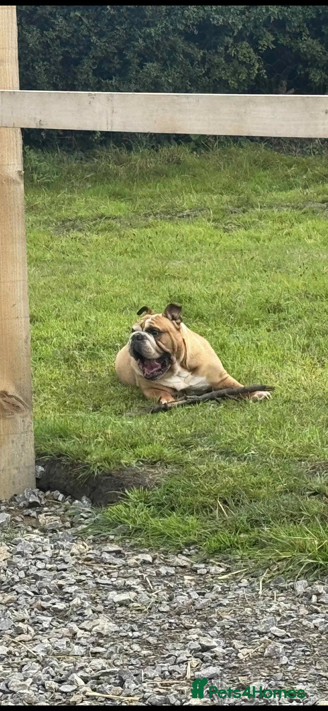 English Bulldog dogs for sale: Female English Bull Dog 7 years old  - Advert 2