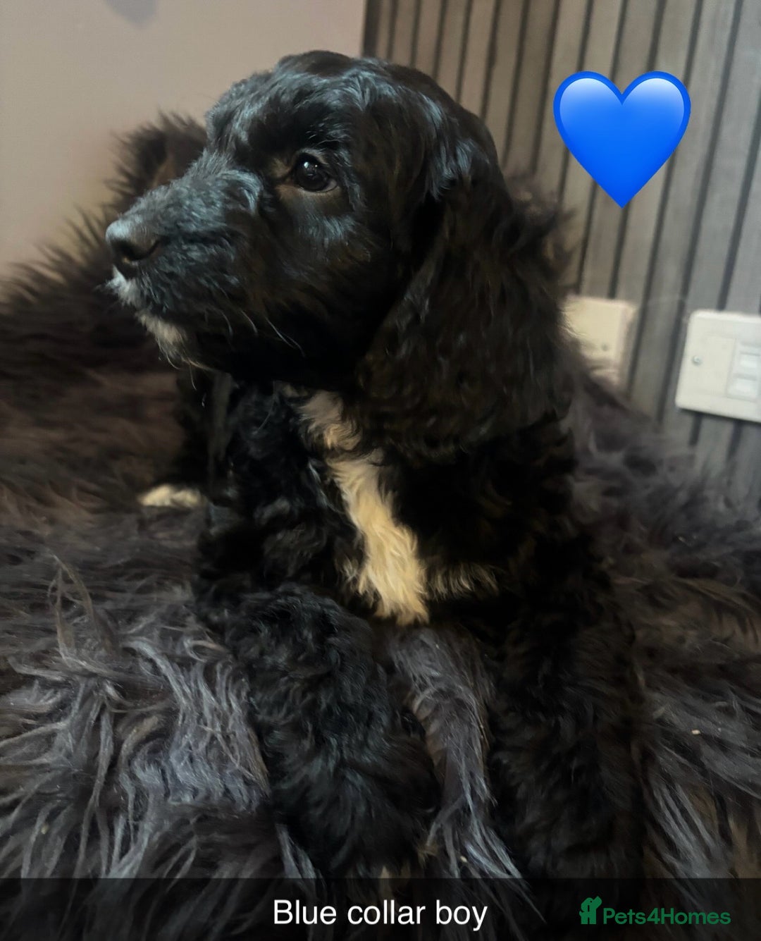 Sproodle dogs for sale: Ready Now!! Sproodle puppies  - Advert 2