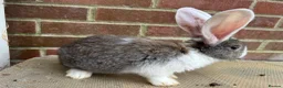Mixed Breed rabbits for sale: Giant rabbit babies  - Advert 4