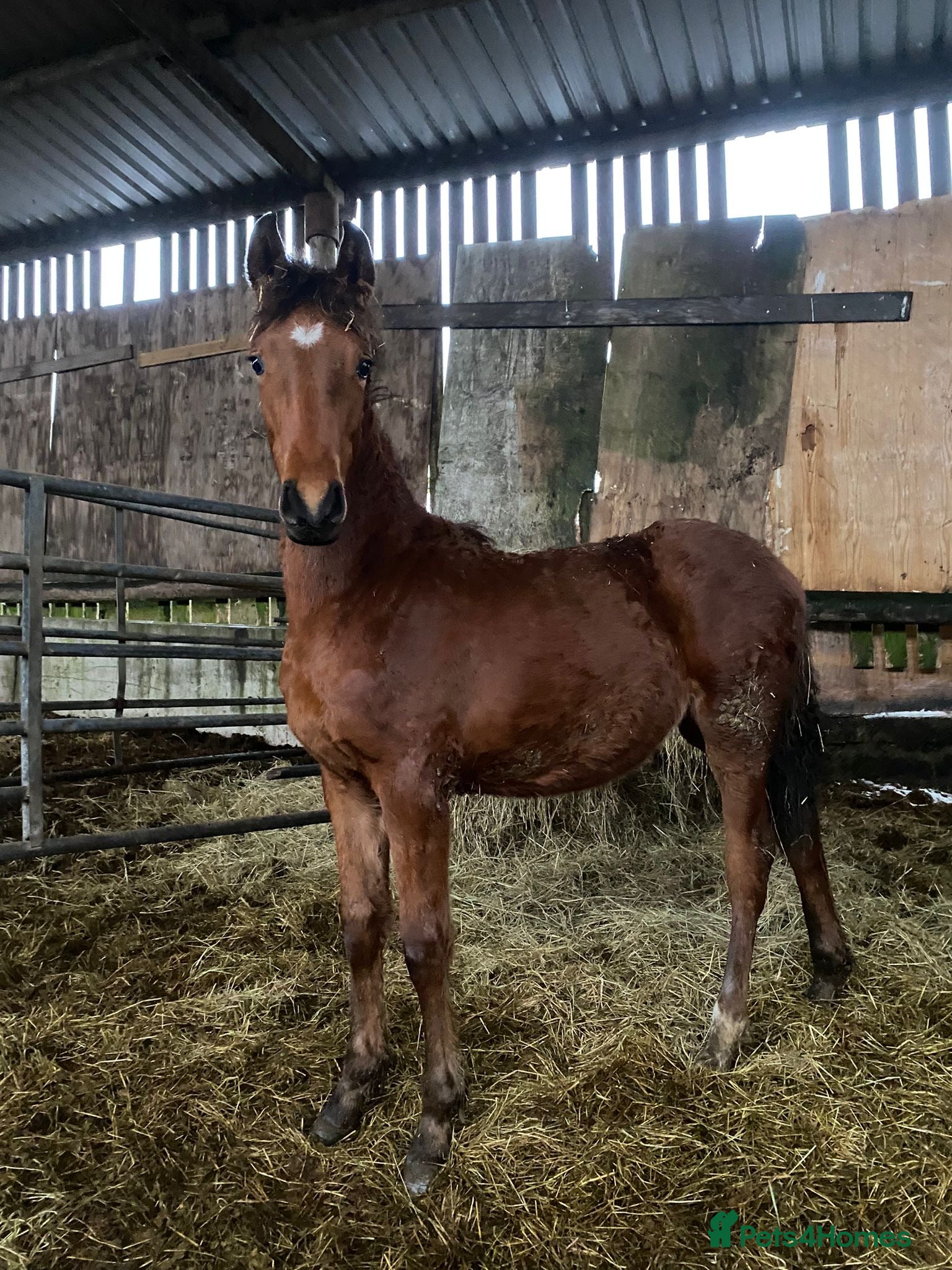British Warmblood horses Sports horse and pony colts  - Advert 4
