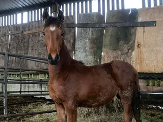 British Warmblood horses Sports horse and pony colts - Advert 4