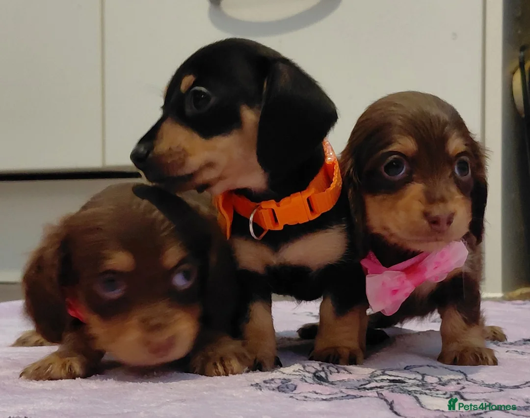 Miniature Dachshund dogs for sale: Sweetest Longhaired/One S.Haired Mini's 🤎🐾 - Advert 10
