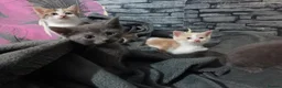 British Shorthair cats for sale: 4 beautiful kittens in Sheffield - Advert 2