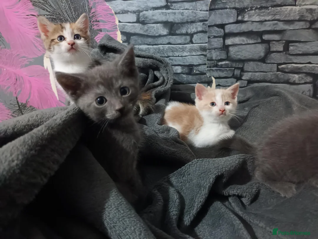 British Shorthair cats for sale: 4 beautiful kittens in Sheffield - Advert 2