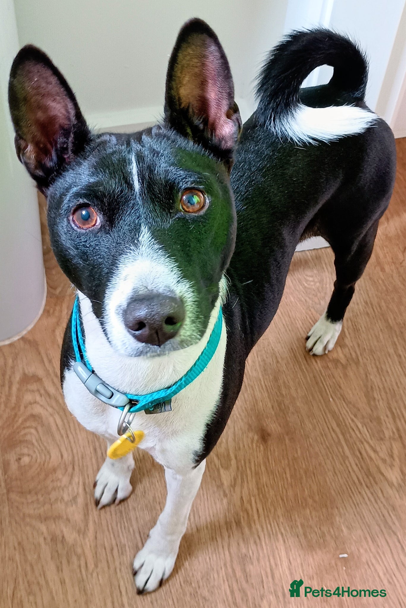 Basenji dogs Basenji proven at stud - Advert 1