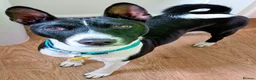 Basenji dogs for stud: Basenji proven at stud - Advert 1