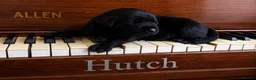Labrador Retriever dogs for sale: KC PUPPY HUTCH  - Advert 10