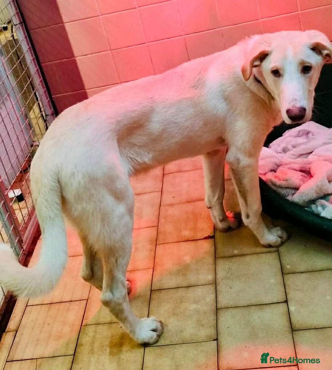 Mixed Breed dogs for adoption: Courageous Kansas  - Advert 5