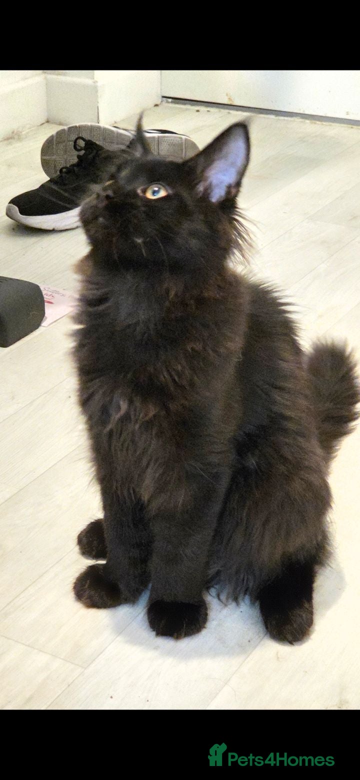 Maine Coon cats Maine coon 🐱🐱 only 2 left 🐱🐱 - Advert 18