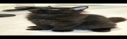 Maine Coon cats for sale: Maine coon 🐱🐱 only 2 left 🐱🐱 - Advert 1