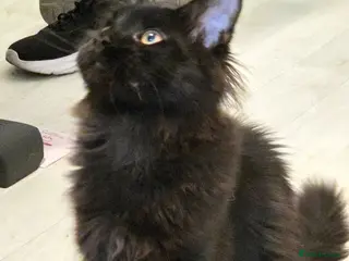 Maine Coon cats Maine coon 🐱🐱 only 2 left 🐱🐱 - Advert 18