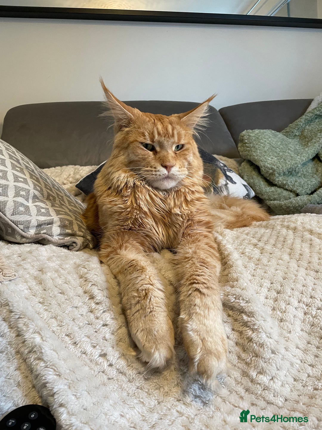 Maine Coon cats for sale: Donnie The Maine Coon - 4 y/o in Stoke-on-Trent - Image 2